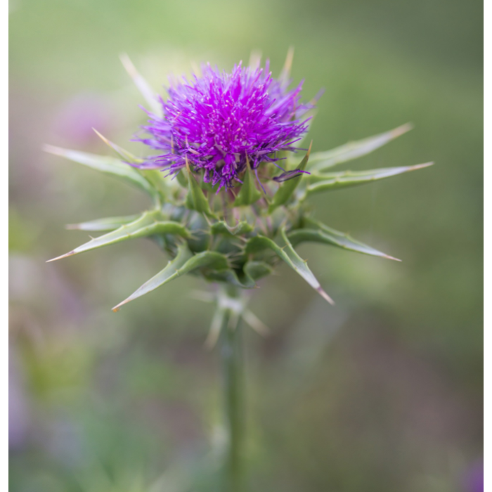 Organic Milk thistle - Tincture