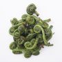 Organic Fiddleheads thumbnail