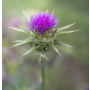Organic Milk thistle - Tincture thumbnail