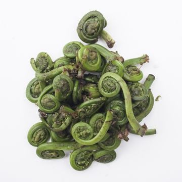 Organic Fiddleheads