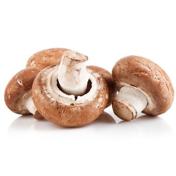 Organic Coffee Mushrooms  