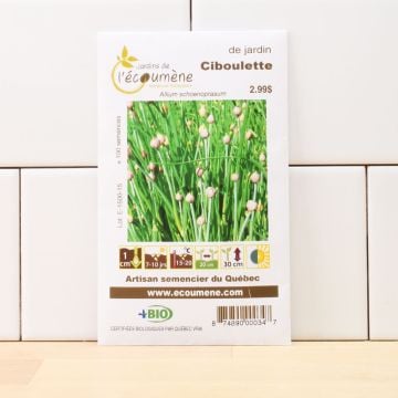 Herbacées biologiques  - Ciboulette de jardin 