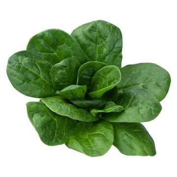 Organic Spinach Bunch