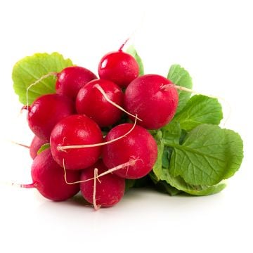 Organic Red Radish  