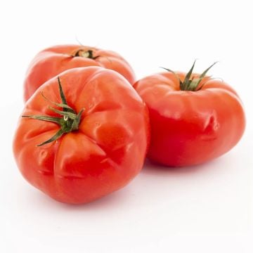 Tomate Ancestrale biologique